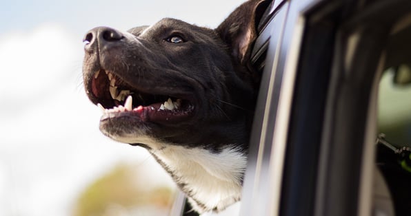 Dog hanging out a car window