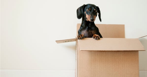 Dog inside cardboard box