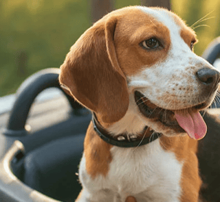 couple-dog-in-care-2
